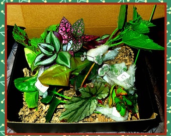 5/10/ 15 different plant cuttings for propagation