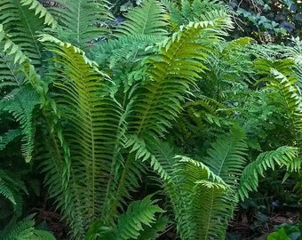 Giant Ostrich Fern Matteuccia Struthiopteris Bare Root Dormant Live Plant