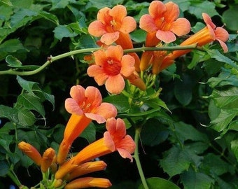 Trumpet Vine - Campsis Radicans Perennial Bare Root Live Garden Plant