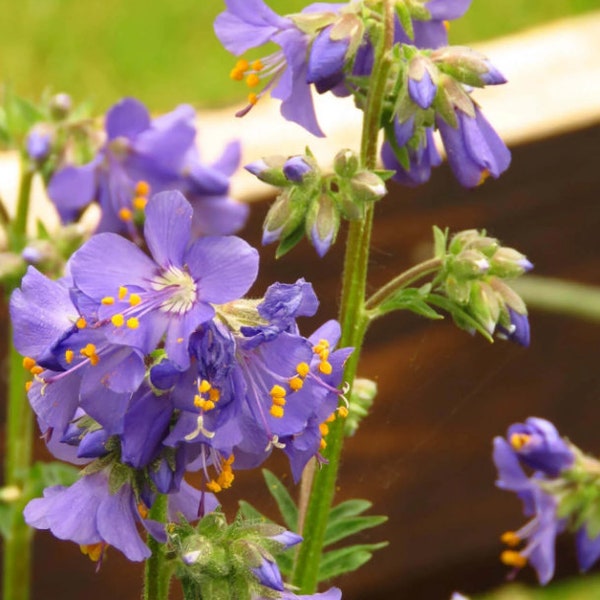 Jacob's Ladder - Polemonium Caeruleum Perennial Bare Root Live Garden Plant