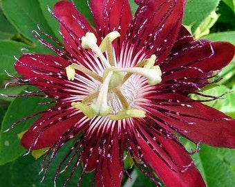 Passiflora Lady Margaret Passion Flower Live Plant - 4" Pot Indoor Outdoor