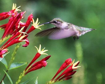 Indian Pink - Spigelia Marilandica Perennial Bare Root Live Garden Plant