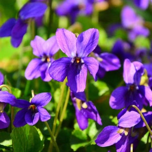 Sweet Violet - Viola Odorata Perennial Bare Root Live Garden Plant