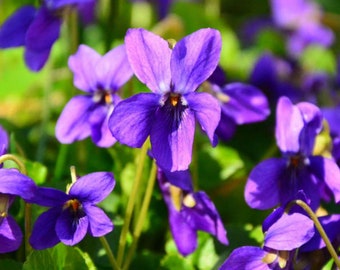 Sweet Violet - Viola Odorata Perennial Bare Root Live Garden Plant