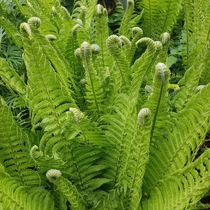 Fiddlehead Ferns Bare Root Dormant Live Plant Elegance and Intrigue to Gardens