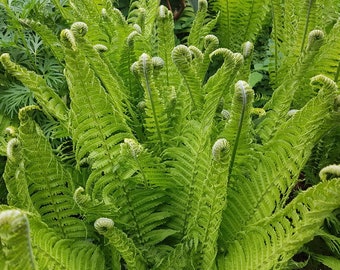 Fiddlehead Ferns Bare Root Dormant Live Plant Elegance and Intrigue to Gardens