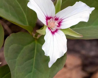 Painted Trillium - Trillium Undulatum Perennial Bare Root Live Garden Plant