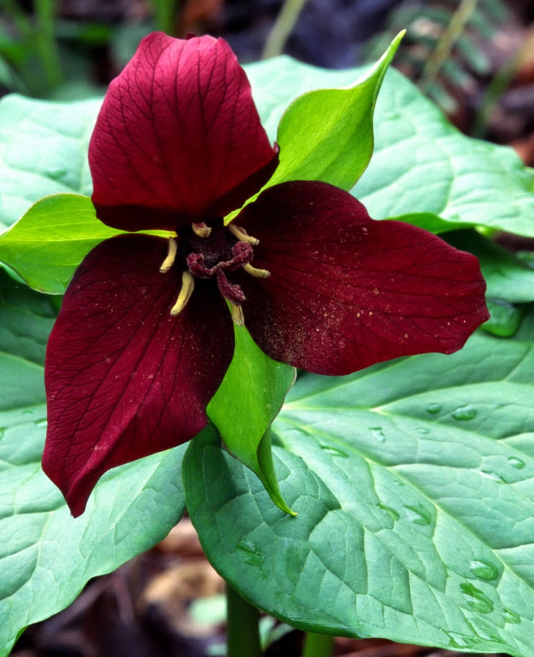 Red Trillium Trillium Erectum Perennial Bare Root Live Garden Plant - Etsy