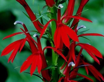 Cardinal Flower Bare-Root - Lobelia Cardinalis Perennial Live Plant