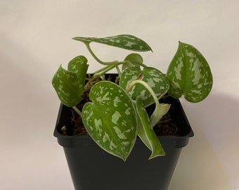 Silver Satin Philodendron, Satin Pothos, Scindapsus Pictus 'exotica'   Vining Plants, Houseplants, Holiday Gifts - 4" Pot, Free Heatpad - Etsy