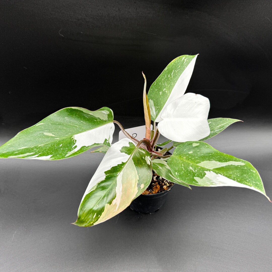 Philodendron Rd Anderson Philodendron Red Anderson - Etsy