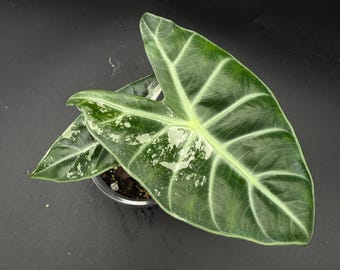 Variegated Alocasia Dragon scale 2 pot ALL PLANTS require you to  