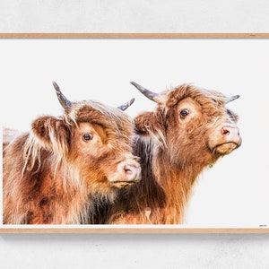 Die Zwillinge - Vollfarbig | Highland Cow / Coo Print | Wandkunst | Archivdruck oder Poster