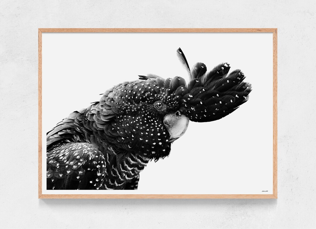 Indi - Black Cockatoo Bird Print | Black and White | Wall Art ...