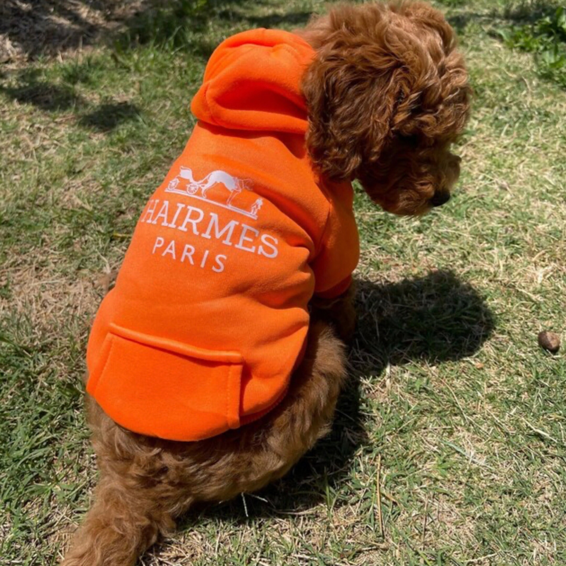 off white dog clothes