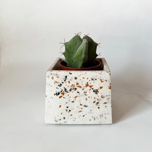 Può includere: Un piccolo cactus verde in un vaso di terrazzo bianco con macchie marroni. Il vaso è quadrato e ha una base leggermente rialzata.