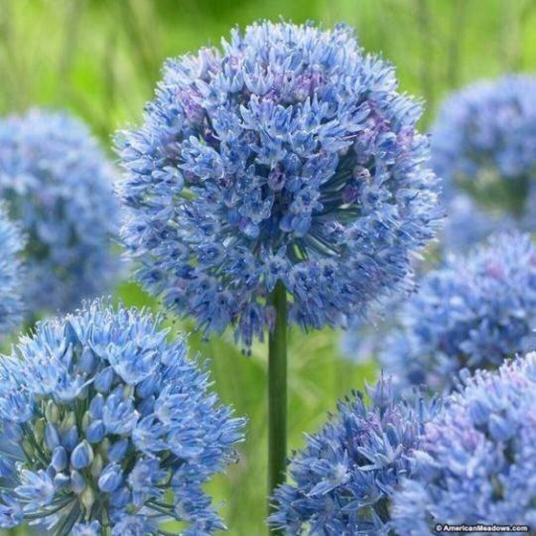 5 Blue Giants Allium Onion Bulbs Zaden Light Bulbs Hot Sales Etsy New
