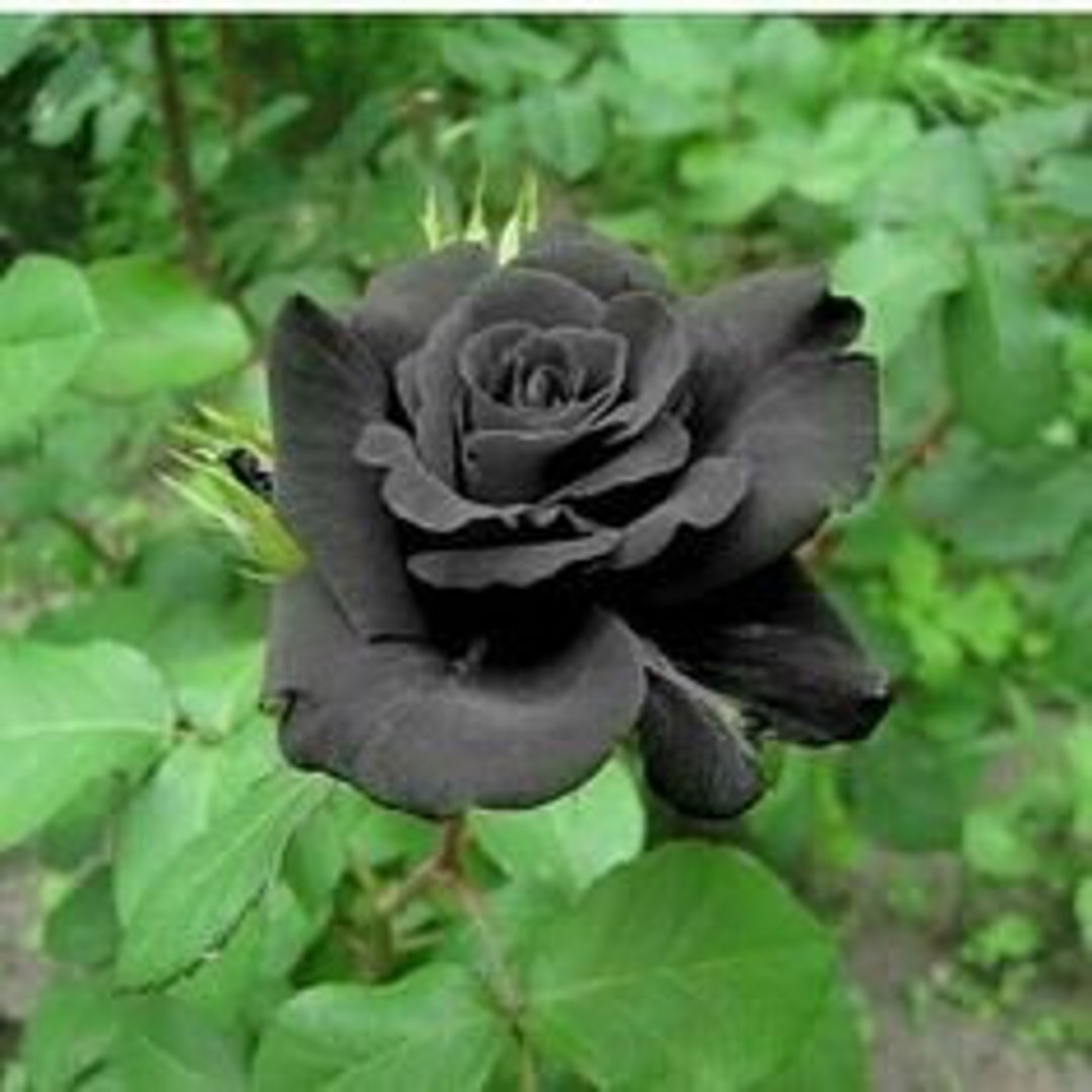 N256 Black Plants Rose 25 Seeds Zaden Black Rose Rose Wild - Etsy Australia