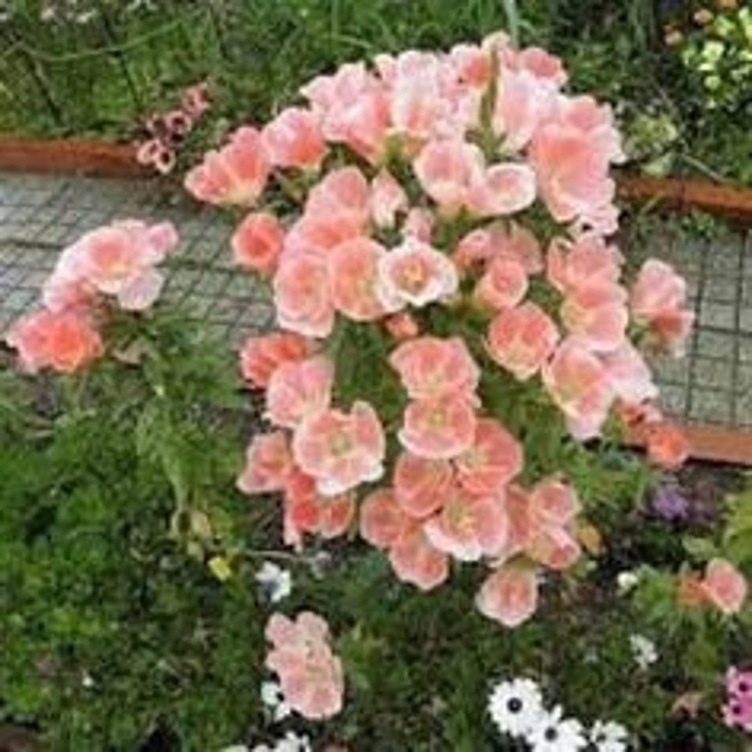 N 122 Godetia Monarch 20 Seeds Zaden Seeds Climber Garden Etsy