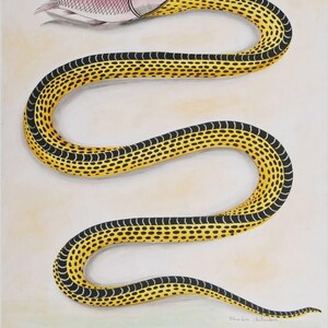 Modern Designer Traditional Hand Made Hand Tufted Wool Rug Tufted Snake ...