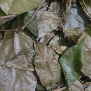 SOURSOP