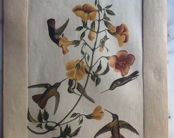 Vintage Hummingbird Print