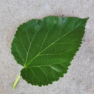 IMMATURE Red Mulberry leaves for Tea, silk worms, lizards & other pets feeding/treats! Not dried.  FRESH UNWASHED stem intact.