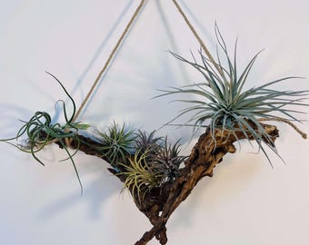 エアプランツプランター、エアプランツホルダー、流木エアプランツホルダー、木製エアプランツスタンド、壁掛けエアプランツホルダー、流木付きエアプランツ、ギフト