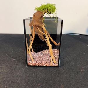 Pode incluir: Um pequeno terrário de vidro transparente com uma disposição de madeira flutuante em estilo bonsai e musgo verde. A madeira flutuante tem longas raízes de cor clara que se estendem para a base de cascalho. O cascalho é uma mistura de pequenas pedras castanho-avermelhadas.