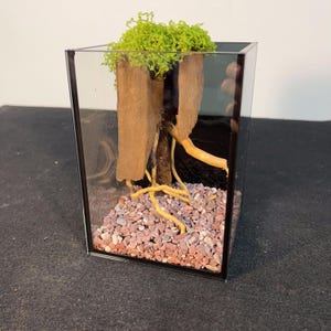 Pode incluir: Um terrário retangular de vidro com uma paisagem em miniatura. No interior, há uma estrutura de madeira com musgo verde no topo, raízes amarelas e pequenas pedras vermelhas e cinzentas na base. O terrário está sobre uma superfície escura.