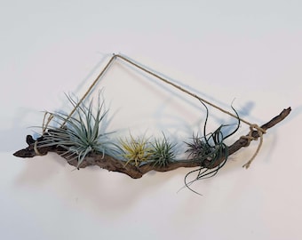 Maceta para plantas aéreas, Soporte para plantas aéreas, Soporte para plantas aéreas de madera flotante, Soporte de madera para plantas aéreas, Soporte para plantas aéreas de pared, Planta aérea sobre madera flotante, Regalo