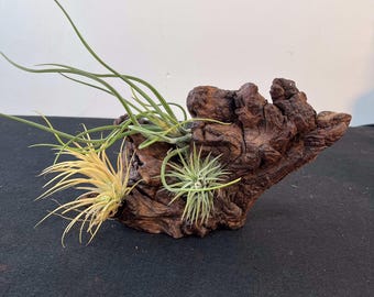 Air plant planter,Air plant holder,Driftwood airplant holder,Wooden air plant stand,Wall hung air plant holder,Air Plant on driftwood,Gift
