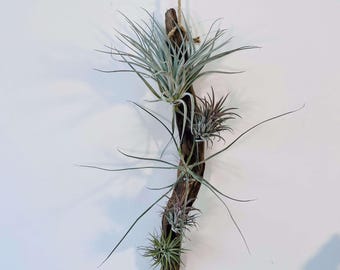 Air plant planter,Air plant holder,Driftwood airplant holder,Wooden air plant stand,Wall hung air plant holder,Air Plant on driftwood,Gift