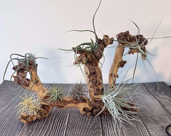 Air plant planter,Air plant holder,Driftwood airplant holder,Wooden air plant stand,Wall hung air plant holder,Air Plant on driftwood,Gift