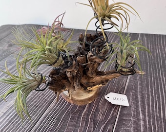 Air plant planter,Air plant holder,Driftwood airplant holder,Wooden air plant stand,Wall hung air plant holder,Air Plant on driftwood,Gift