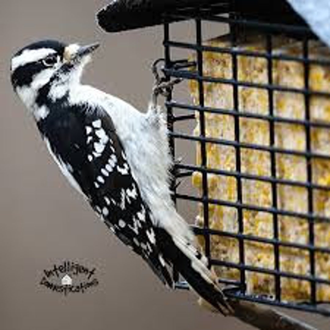 Cheap Bird Suet All Flavors Available Etsy