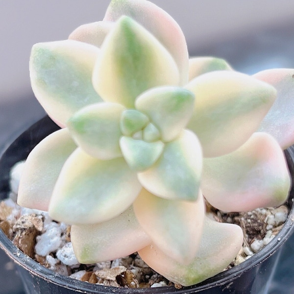 Rare Korean Graptoveria Titubans Variegated Succulent Rooted Leaf Cutting Baby Plant Pup Propagation Live Plant