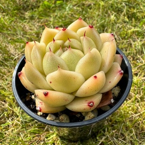 May include: A pale green succulent with red tips on the leaves, potted in a black plastic pot. The pot is sitting on a bed of green grass.