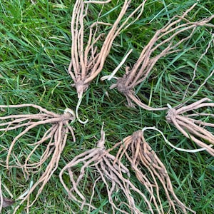 Asparagus Crowns approximate 1 years old UK Bare Root Asparagus Plants