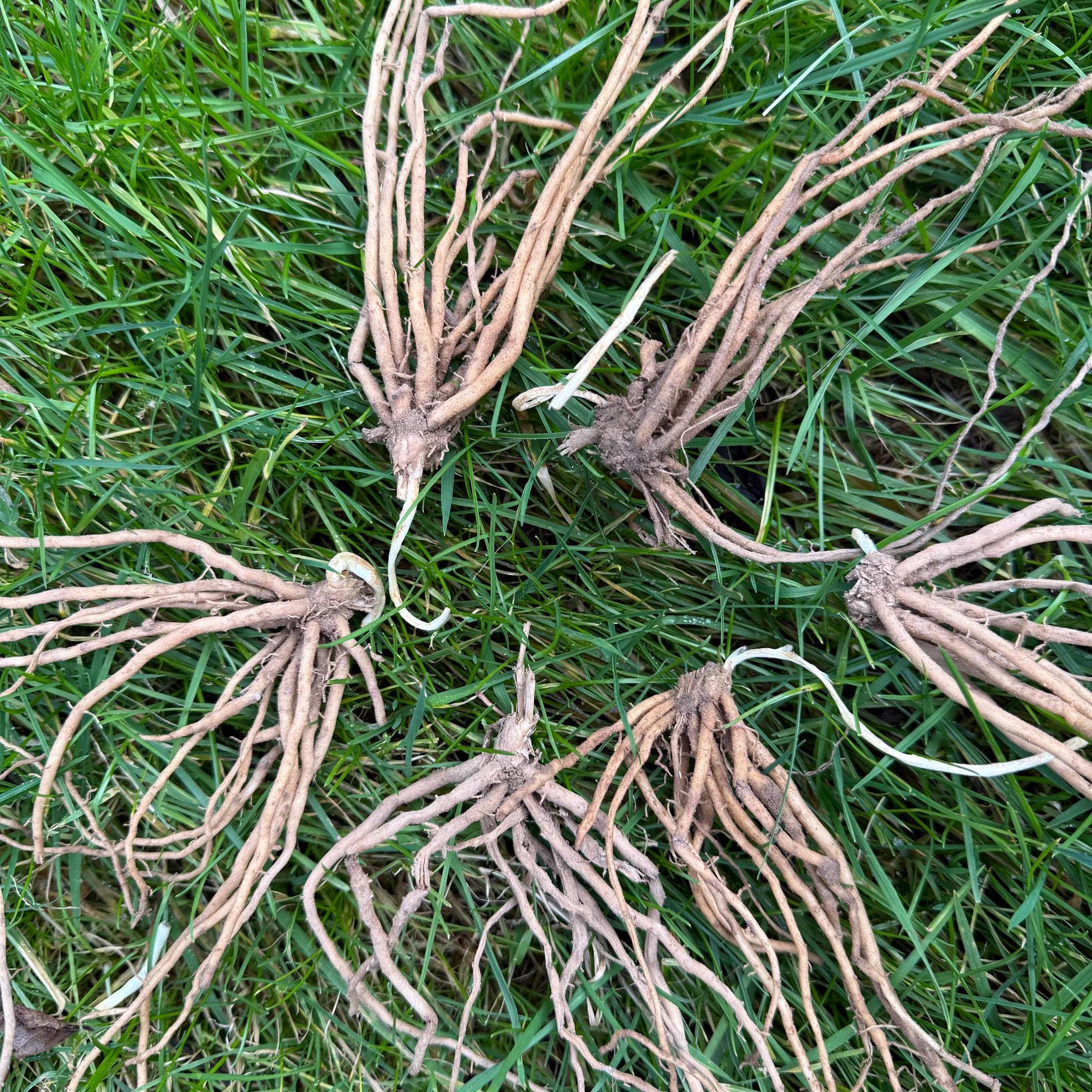 Asparagus Crowns Approximate 1 Years Old UK Bare Root Asparagus Plants -  Etsy