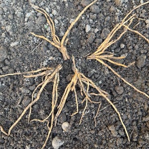 Purple Asparagus Crowns approximate 1 years old UK Bare Root Asparagus Plants