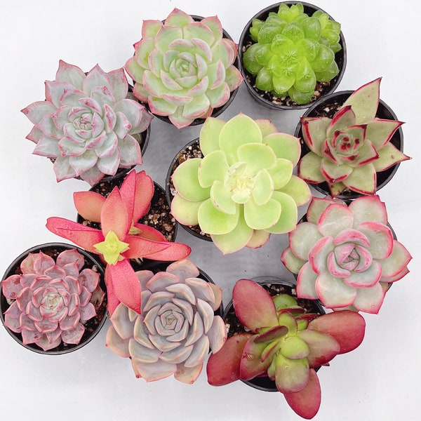 Succulents 5.5cm Random selection rare live leaf cuttings baby plant wedding office gift propagation