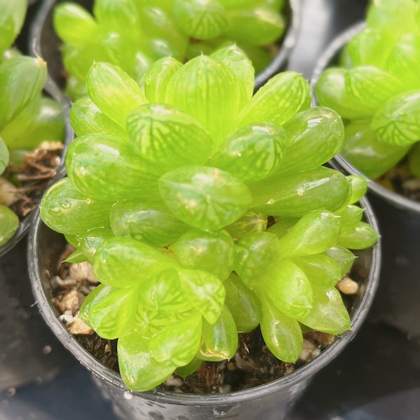 Succulents Haworthia cooperi Haworthia obtusa Live Plants Rare Succulents