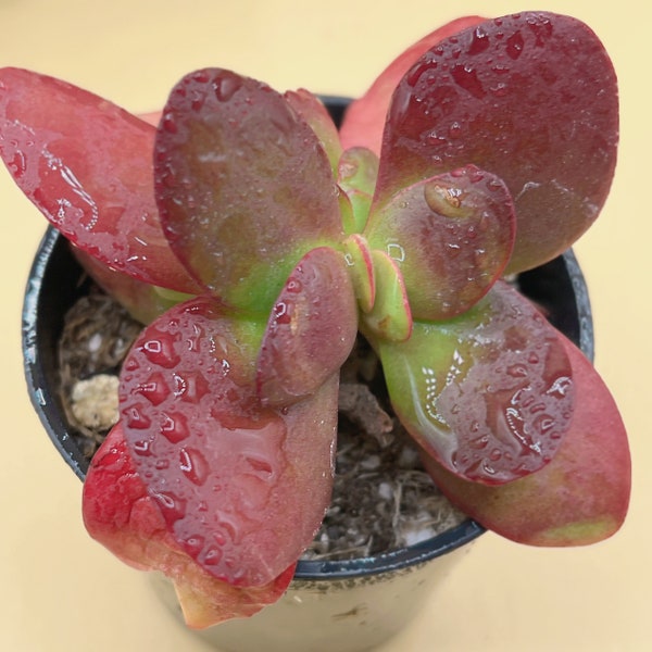 Rare Korean Crassula Clavata Rare Succulent Live Plant