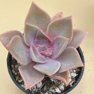 Echeveria Perle von Nurnberg Planta viva abigarrada Suculentas raras