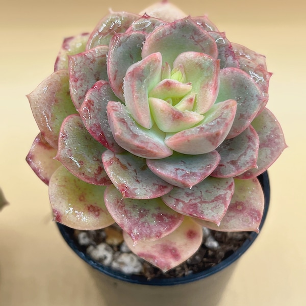 Rare Korean Echeveria hyalina E. Walther Rare Succulent Live Plant