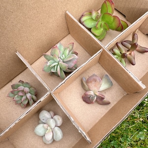 Op de afbeelding: Een kartonnen doos met zes vakken, elk met een andere vetplant. De vetplanten zijn in verschillende kleuren en vormen, waaronder groen, rood en bruin.
