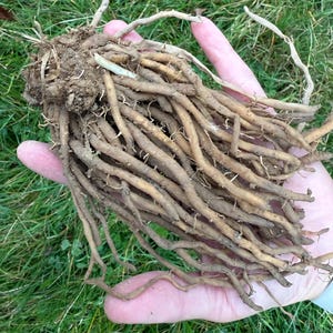 Puede incluir: Un gran manojo de raíces de plantas marrones con una base gruesa cubierta de tierra. Las raíces son largas y delgadas, y se sostienen en la mano de una persona.