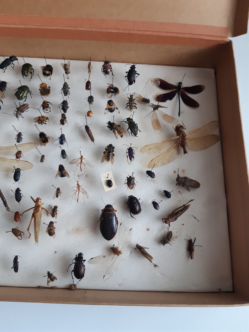 Antique Entmology Pinned Insect Collection Box Etsy