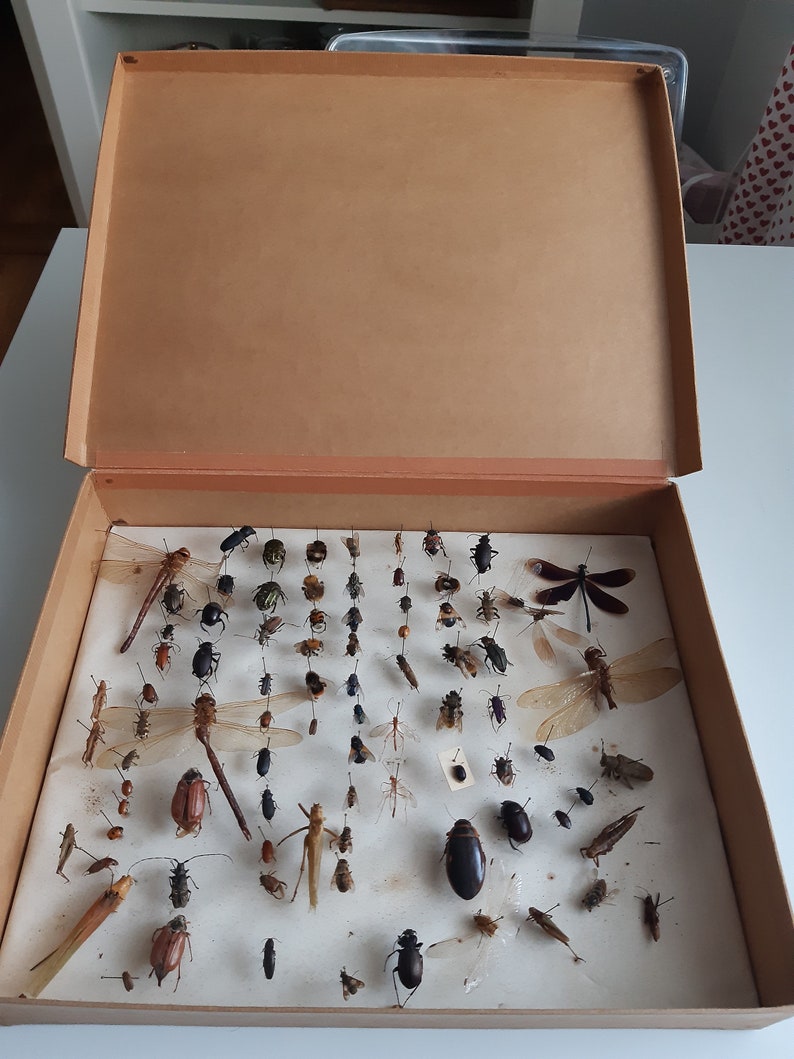 Antique Entmology Pinned Insect Collection Box Etsy